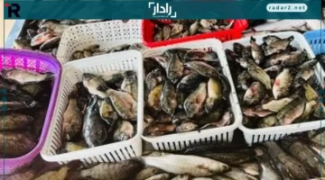 أسعار كيلو البلطي في كفر الشيخ اليوم الأحد 26 أكتوبر